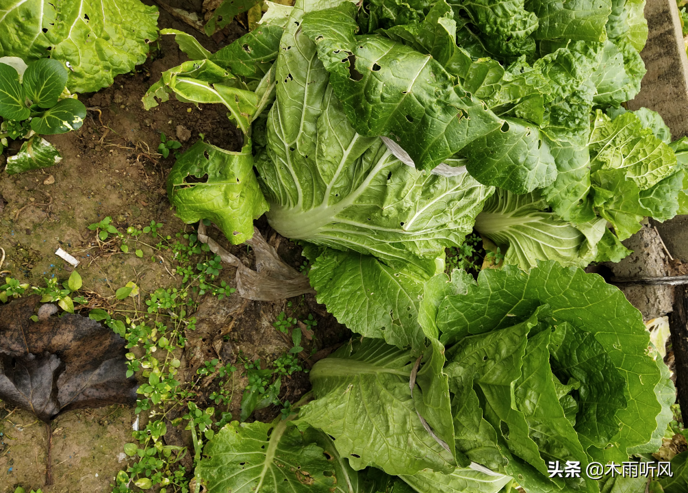 白菜秋季种植技术_秋季白菜种植技术与管理_秋季白菜种植技术视频