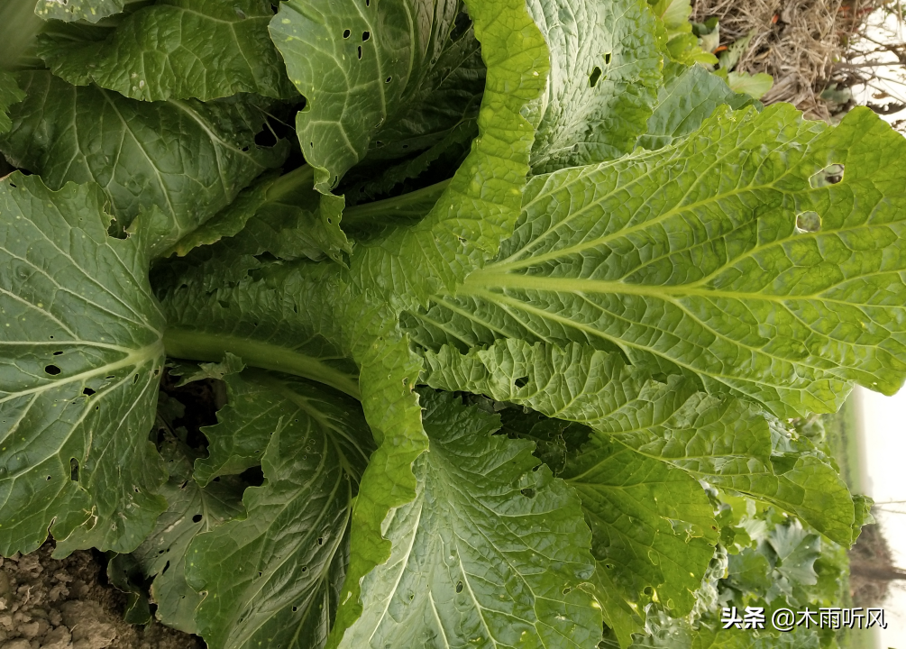 秋季白菜种植技术与管理_秋季白菜种植技术视频_白菜秋季种植技术