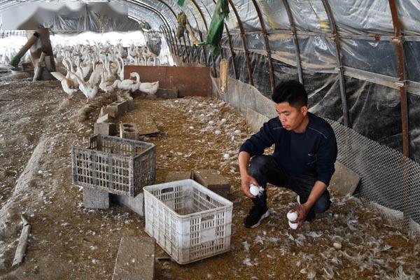 养殖白鹅致富新闻_养殖白鹅赚钱吗_新闻致富养殖白鹅视频