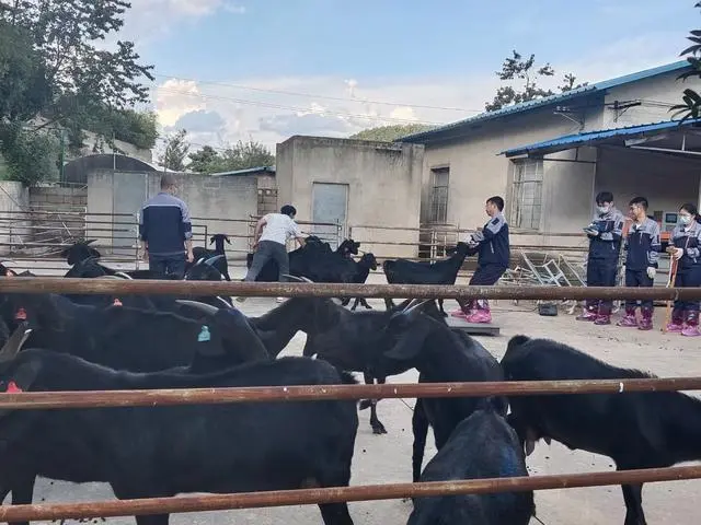 致富经黑山羊养殖_黑山羊养殖致富经_致富山羊养殖黑山羊好吗