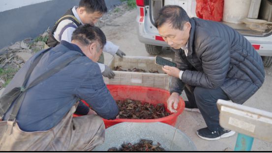 致富经藕虾套养_致富经藕_2018年致富经藕虾套