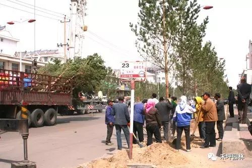 日本松树如何种植技术_松树日本_松树种植小技巧