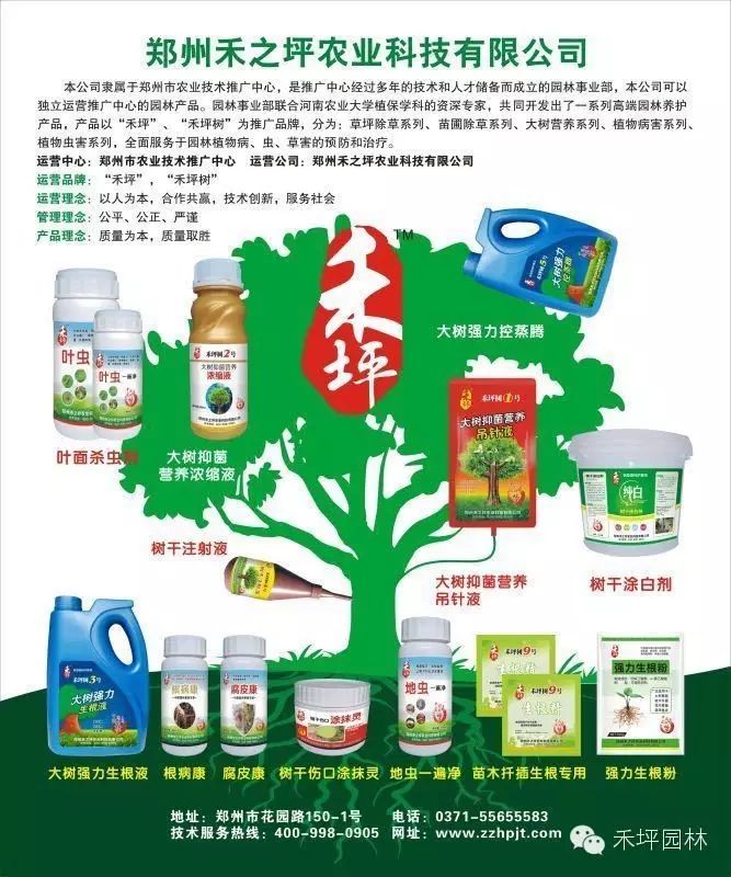 松树种植小技巧_松树日本_日本松树如何种植技术