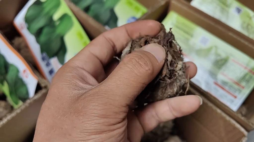 种植芋头视频播放_芋头高产种植技术视频_种植芋头的全部过程视频
