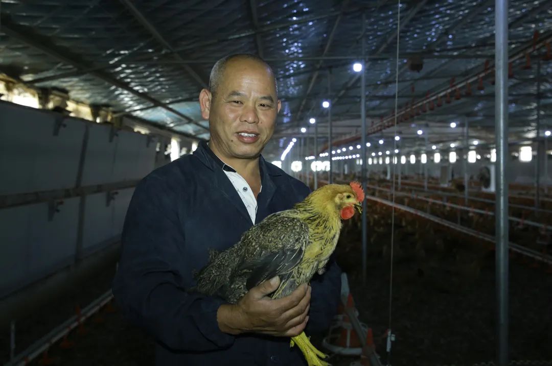 养鸡视频致富经_致富经养鸡视频大全_养殖鸡致富金