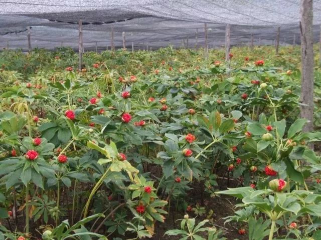 致富雪桃种植方法_致富雪桃种植视频_雪桃种植致富