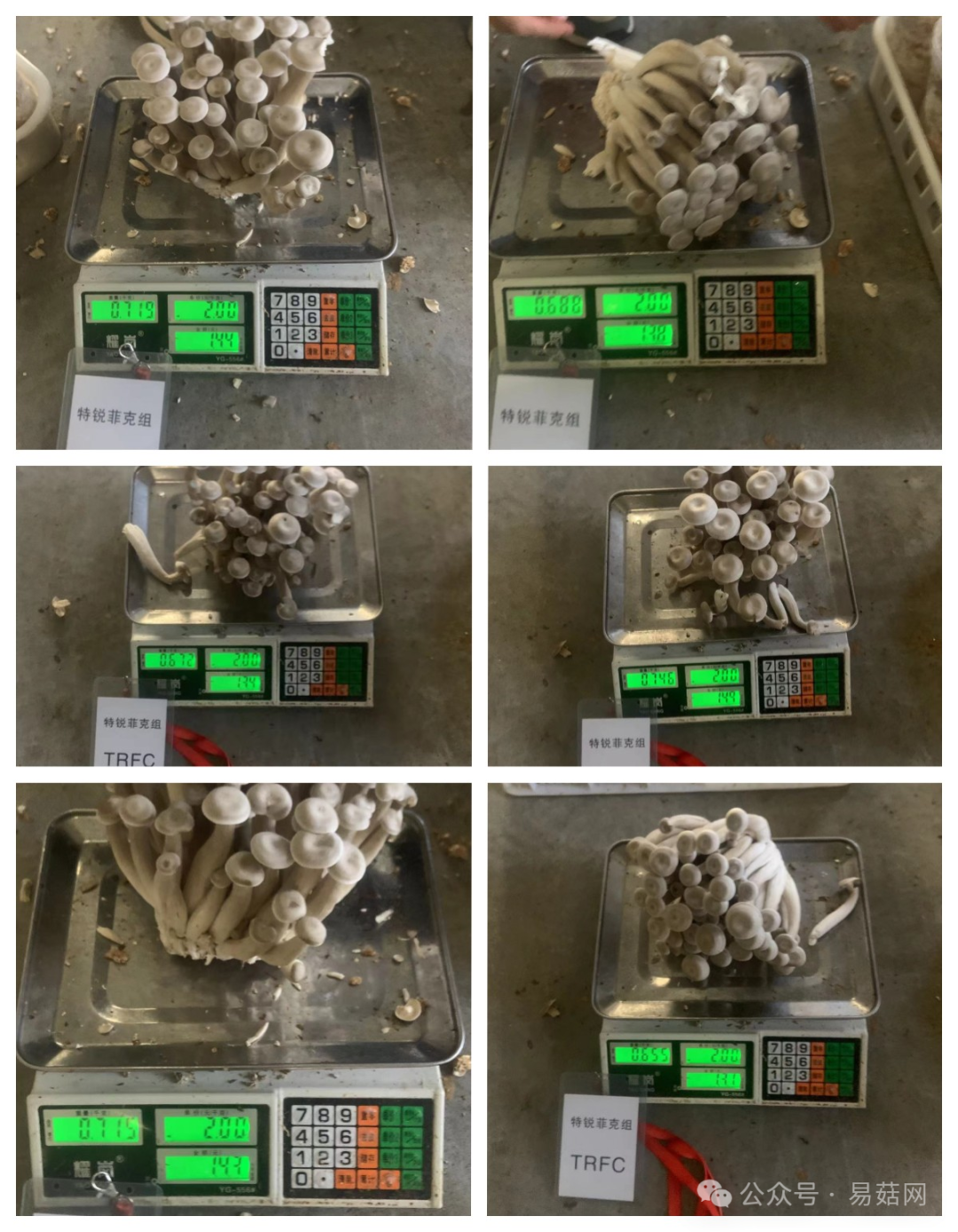 菇种植方法_玉菇种植技术_菇类种植技术视频