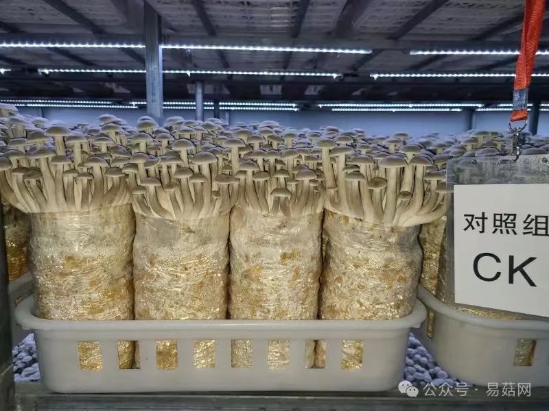 玉菇种植技术_菇种植方法_菇类种植技术视频