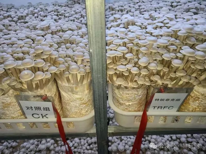 玉菇种植技术_菇种植方法_菇类种植技术视频