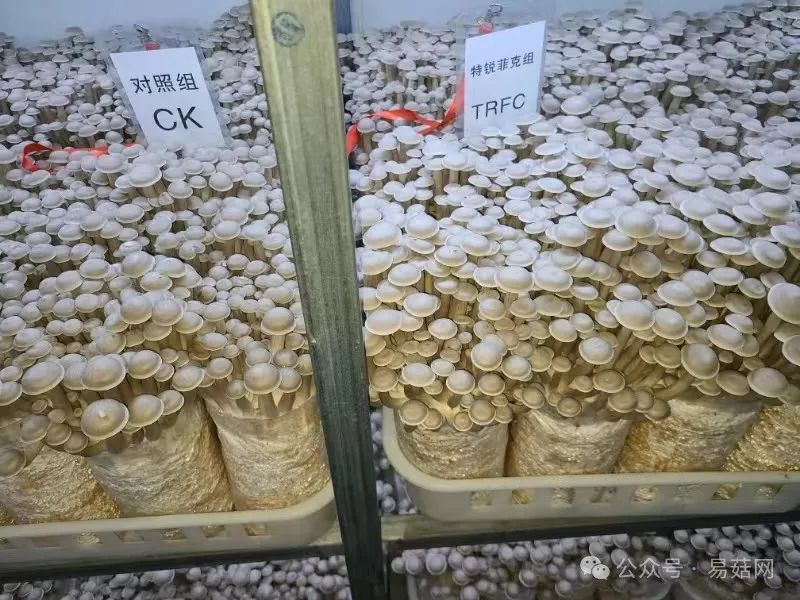 玉菇种植技术_菇类种植技术视频_菇种植方法