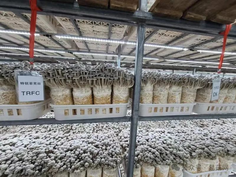 菇类种植技术视频_菇种植方法_玉菇种植技术