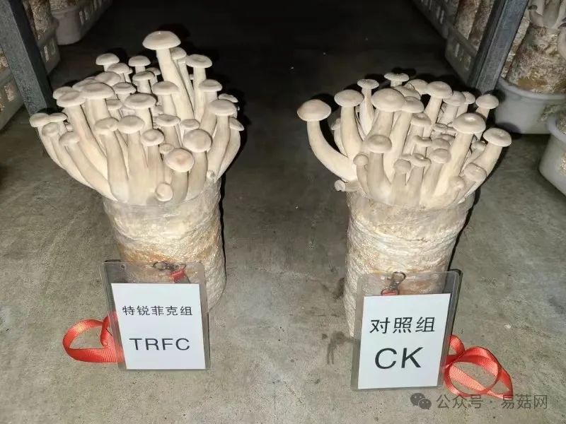 菇类种植技术视频_玉菇种植技术_菇种植方法