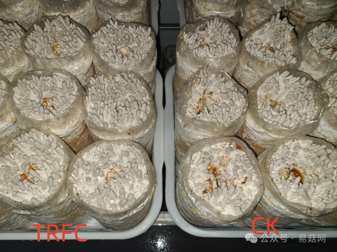 菇类种植技术视频_菇种植方法_玉菇种植技术