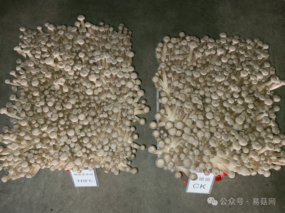 菇种植方法_菇类种植技术视频_玉菇种植技术