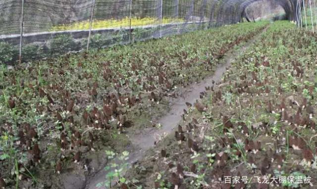 种羊肚菌视频_国外种植羊肚菌技术_中国羊肚菌栽培技术书