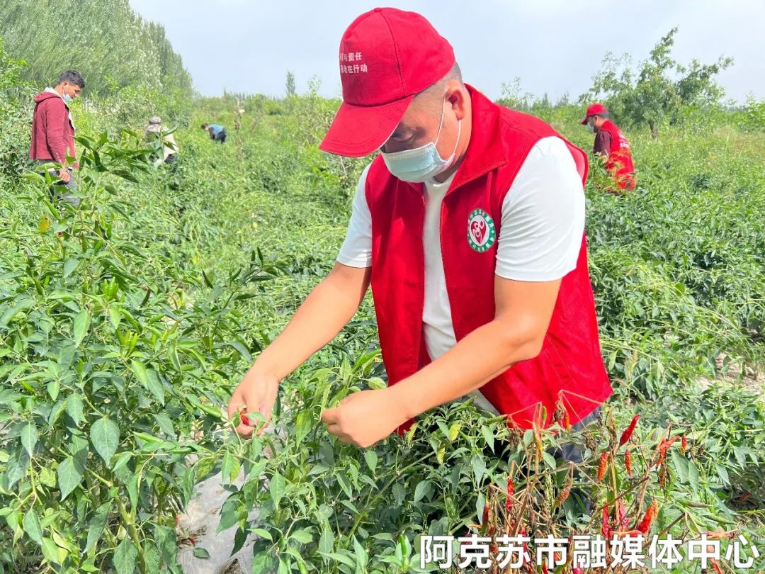 种植紫白菜致富_种紫白菜亩收入多少钱_紫白菜种植技术视频