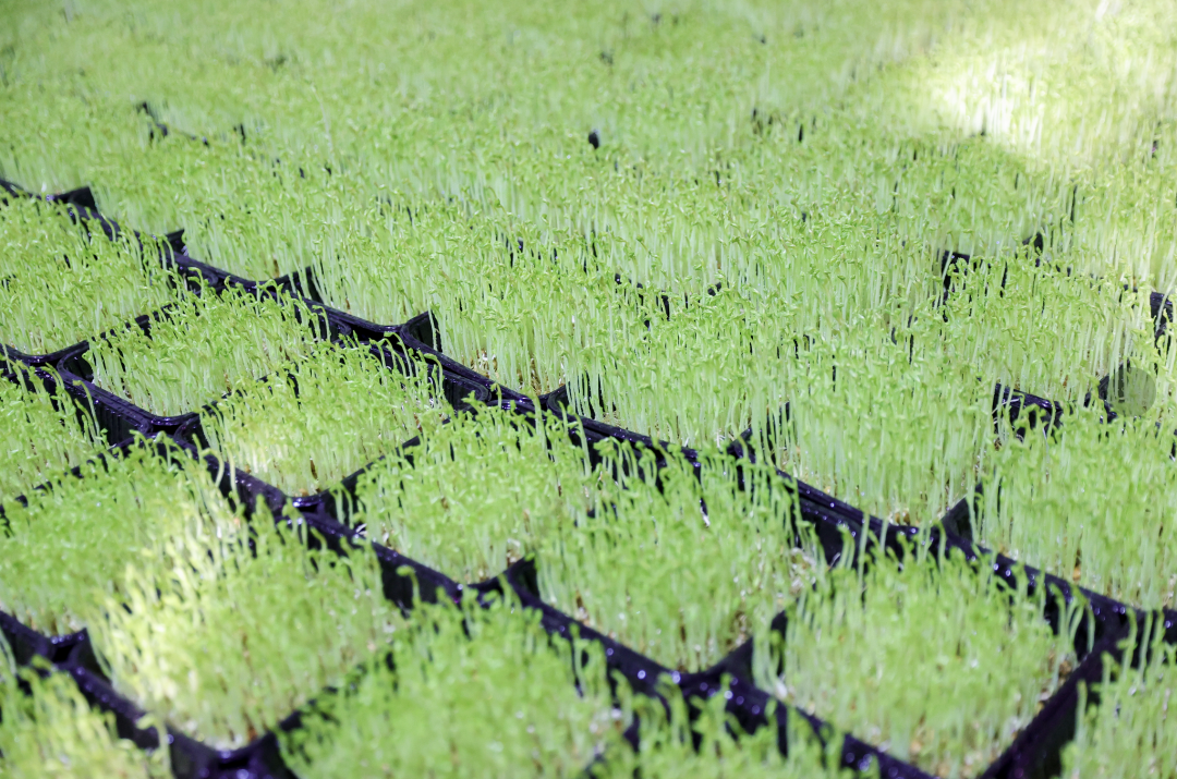 “小豆芽”窥见“大民生” 有机培育蹚出致富路
