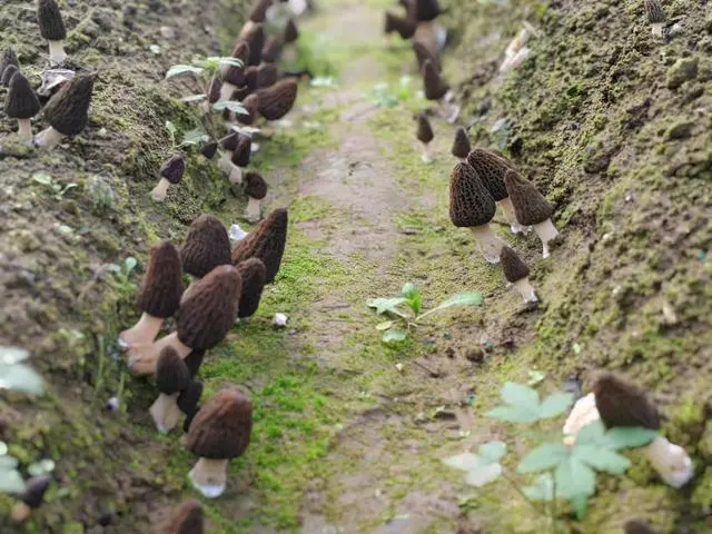 国外种植羊肚菌技术_种羊肚菌视频_中国羊肚菌栽培高产新技术书