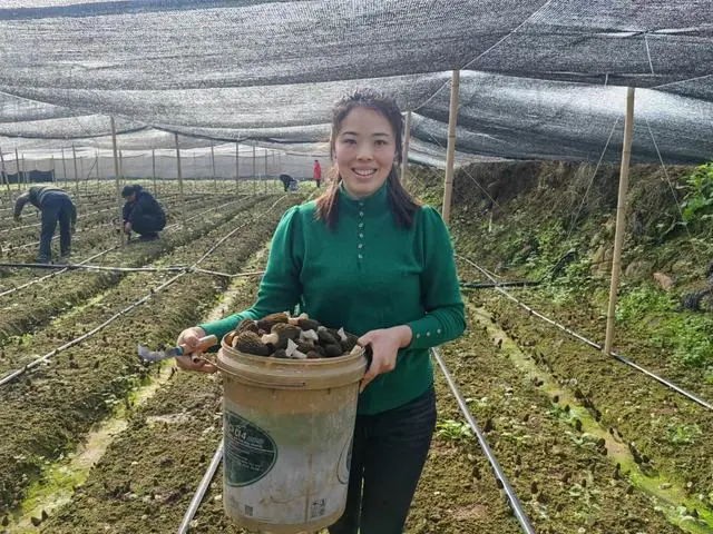 种羊肚菌视频_国外种植羊肚菌技术_中国羊肚菌栽培高产新技术书