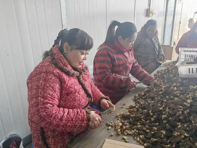 种羊肚菌视频_中国羊肚菌栽培高产新技术书_国外种植羊肚菌技术