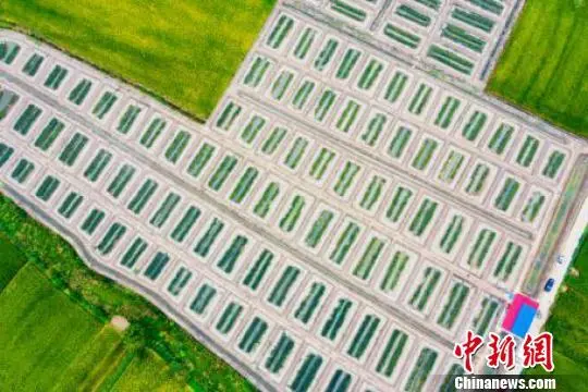 养殖泥鳅挣钱吗_泥鳅养殖致富的人_养殖泥鳅前景