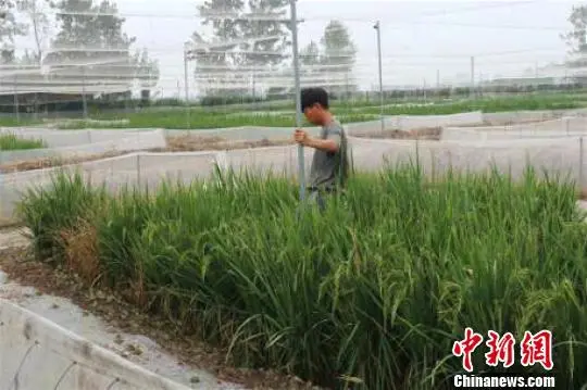 泥鳅养殖致富的人_养殖泥鳅挣钱吗_养殖泥鳅前景