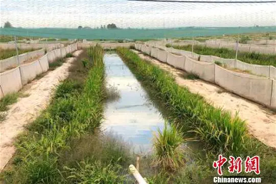 养殖泥鳅前景_养殖泥鳅挣钱吗_泥鳅养殖致富的人