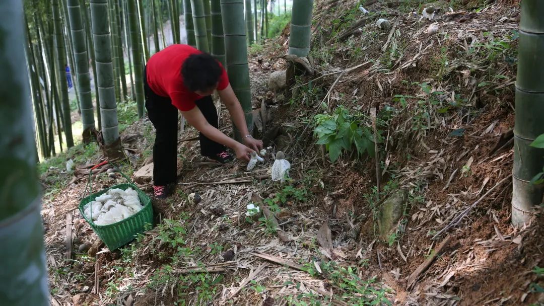 种植山东竹荪技术视频_竹荪种植视频_山东竹荪种植技术