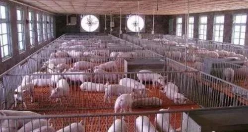 养殖火鸡赚钱吗_致富经并养火鸡_致富经火鸡养殖视频