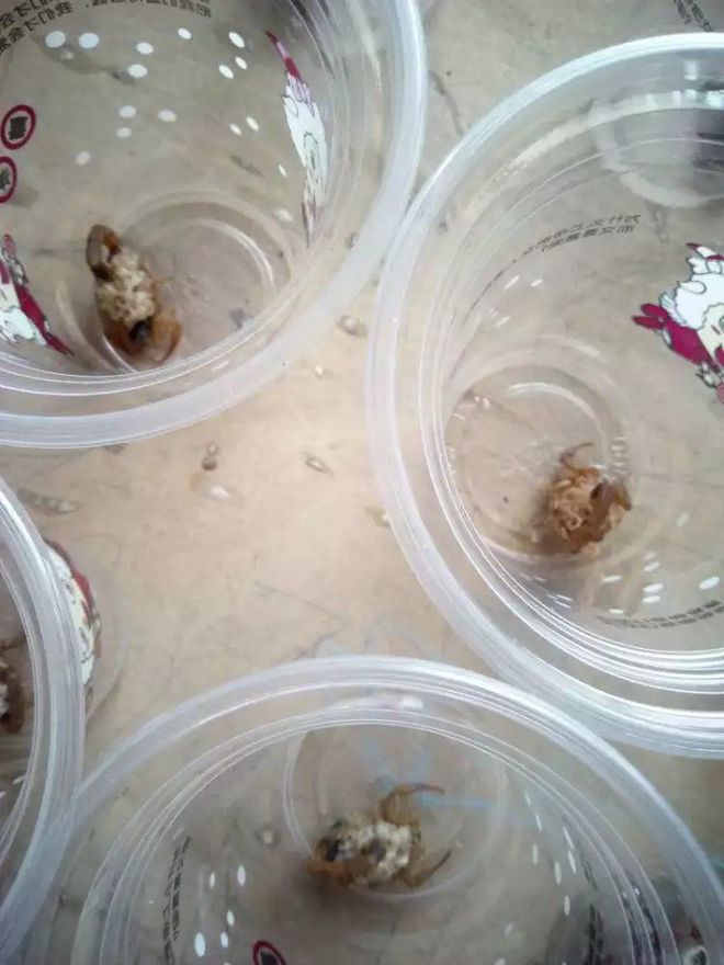 蝎子养殖技术视频全集_蝎子养殖技术视频播放_视频全集蝎子养殖技术教程