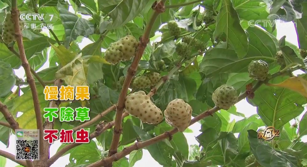 致富经海南何超_海南农村创业致富小项目_海南致富经