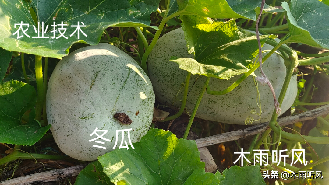 怎样种植冬瓜？种植冬瓜前需要做哪些准备工作？