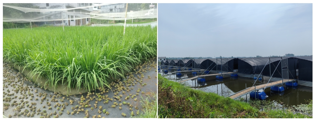 养殖水产技术现状调查_哪里水产养殖技术好_养殖水产技术含量高吗