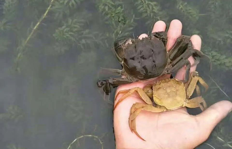 哪里水产养殖技术好_养殖水产技术含量高吗_养殖水产技术现状调查