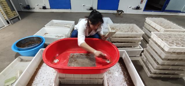 蝎子养殖技术视频大全_蝎子养殖视频科技苑_蝎子养殖技术视频全集