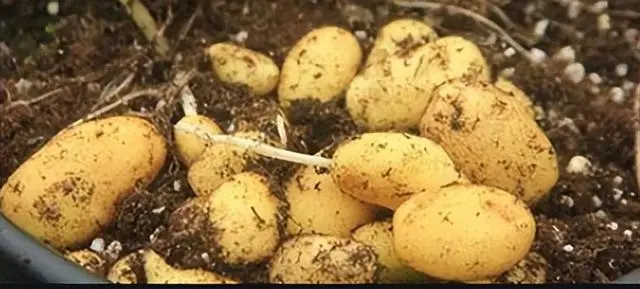 土豆栽培中的土壤微生物群落结构变化，农民该如何应对