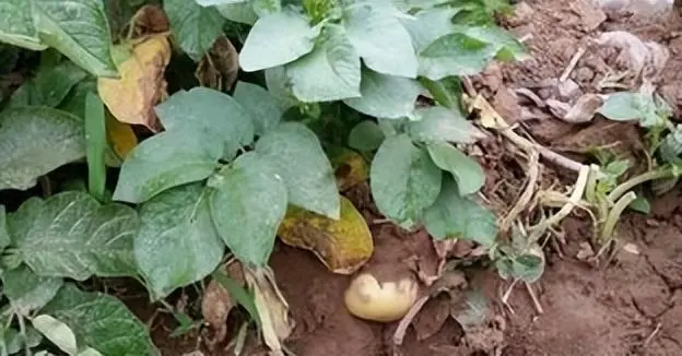 麦肯土豆种植技术_土豆种植技术与管理方法_土豆的种植技术
