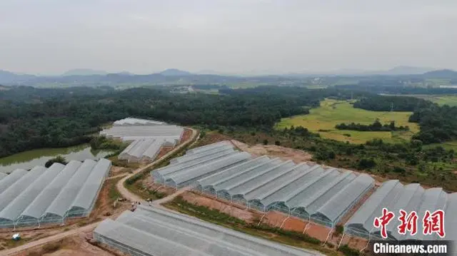 脐橙种植致富新闻_新闻致富种植脐橙文案_种植脐橙赚钱吗