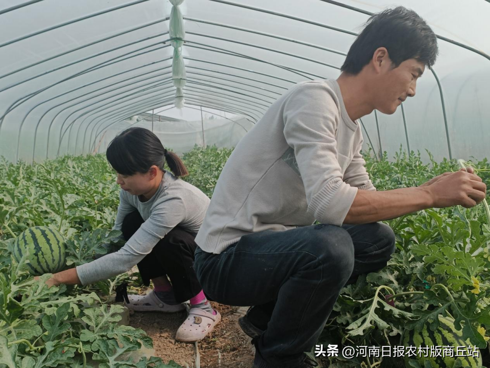 致富西瓜能手种植么_农业种植致富项目西瓜_西瓜种植致富能手