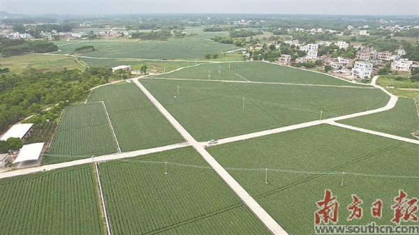 廉江：石城镇石头岭村 2000多亩毛豆喜获丰收