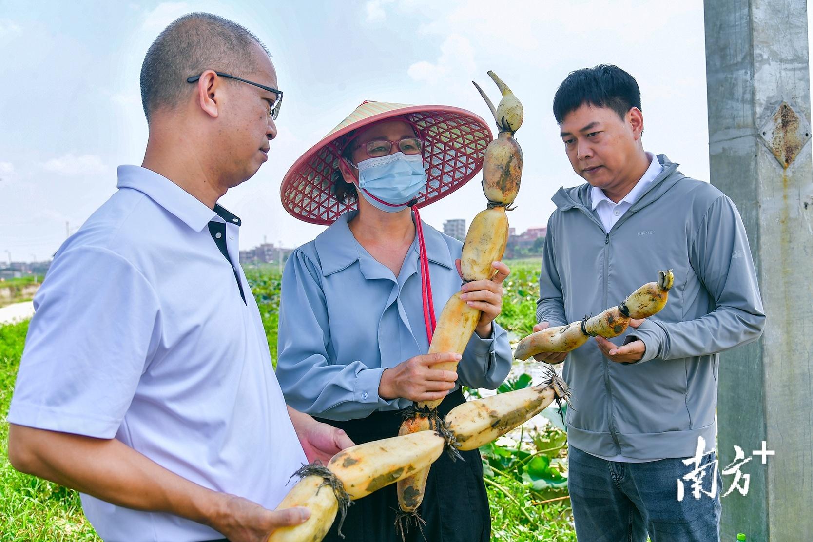致富藕大棚种植视频_致富经大棚种藕_大棚种藕带产量高吗
