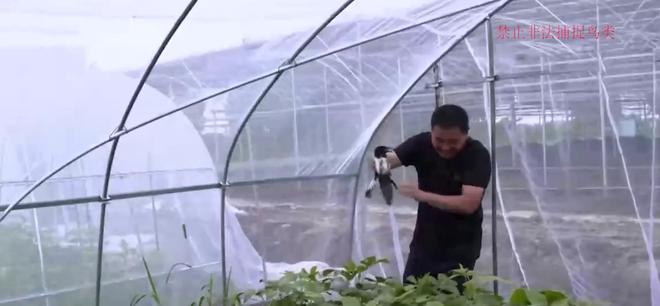 一只虫卖13块钱，大棚能产生三份收入