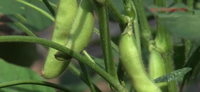 广西种植毛豆致富_广西毛豆种植基地_广东毛豆种植