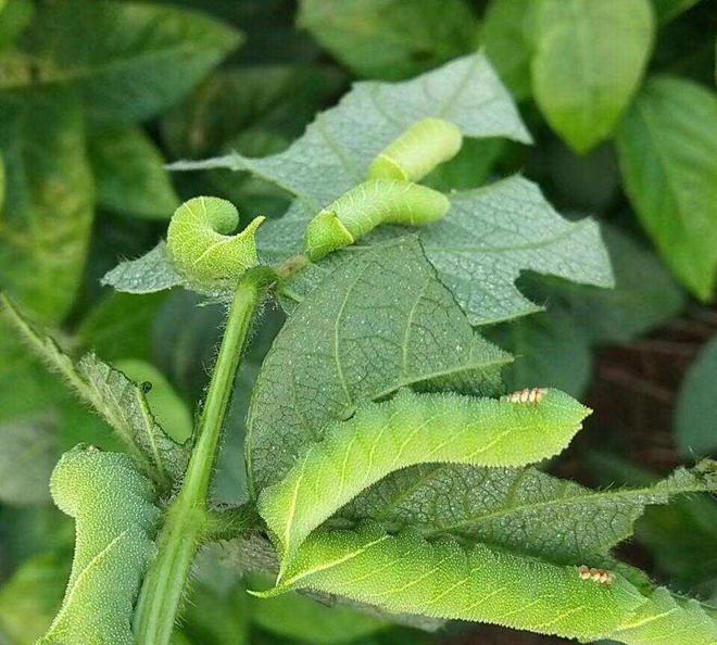 广东毛豆种植_广西种植毛豆致富_广西毛豆种植基地