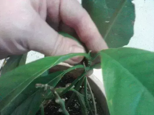 鳄梨种子_鳄梨种植技术_种植技术鳄梨视频