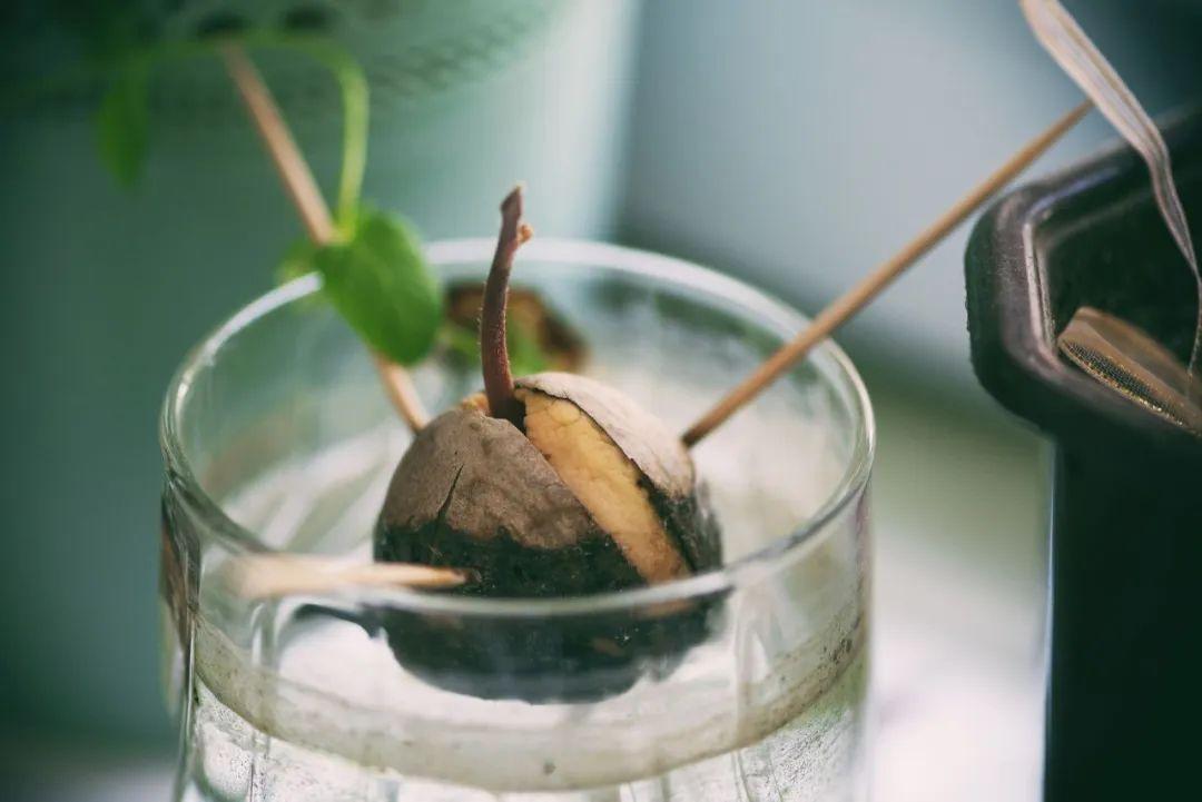 鳄梨如何种植_鳄梨种子_鳄梨种植技术