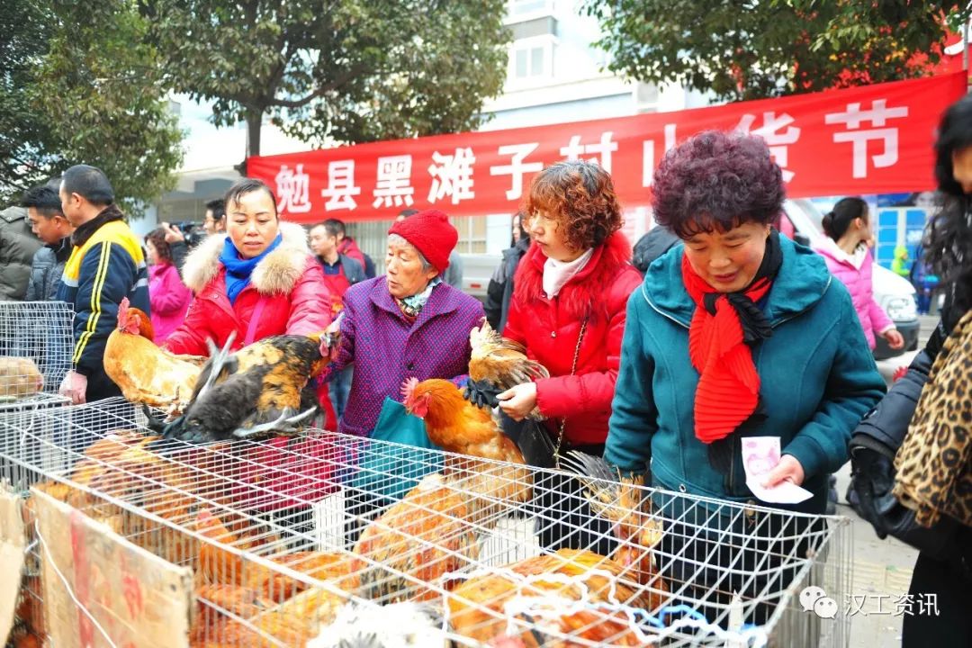 致富经黑山羊放羊创业_黑山羊致富经_致富经黑山羊养殖
