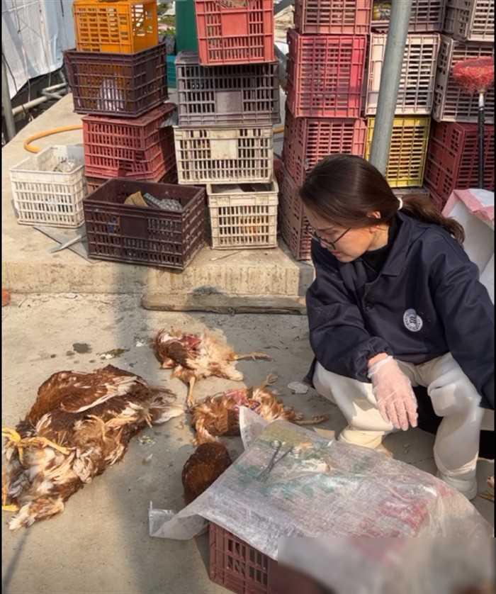 养鸡视频致富经_致富经养产蛋鸡视频全集_养殖鸡致富经视频