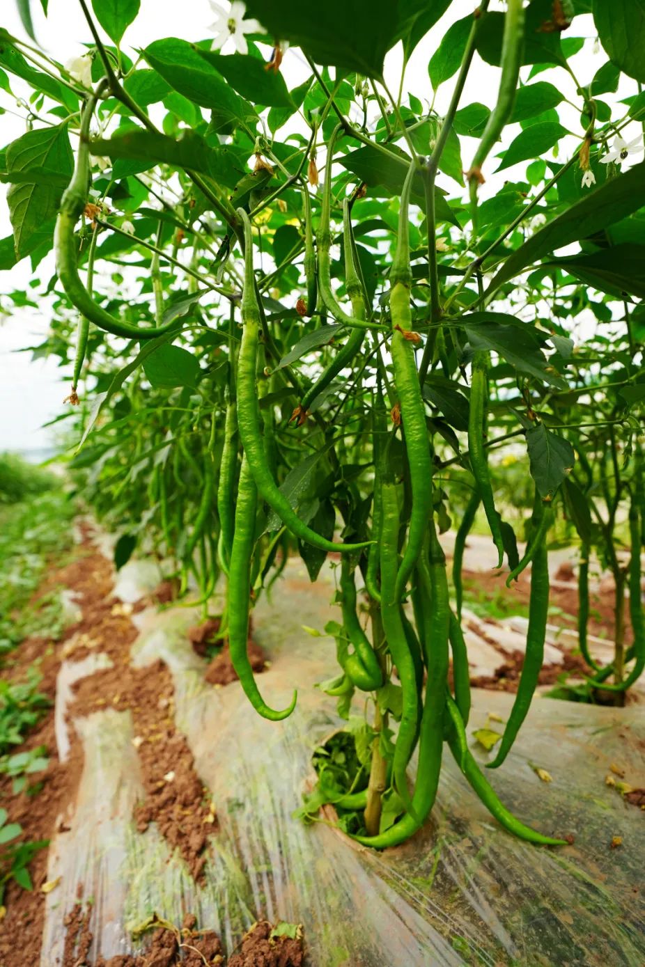 辣椒种植大户的致富经_致富辣椒种植技术视频_致富经种植辣椒