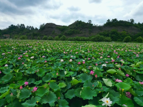 湘潭县：做优湘莲深加工 “莲”通乡村振兴致富路